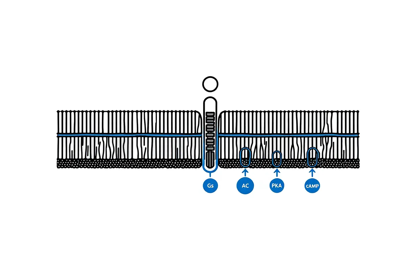 Engineering-spec sectional diagram of the GHRH receptor in a cell membrane